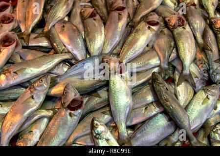 Schwarzes Meer frischen Bluefish Stockfoto