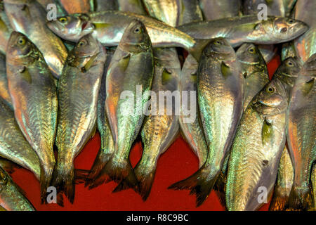 Schwarzes Meer frischen Bluefish Stockfoto