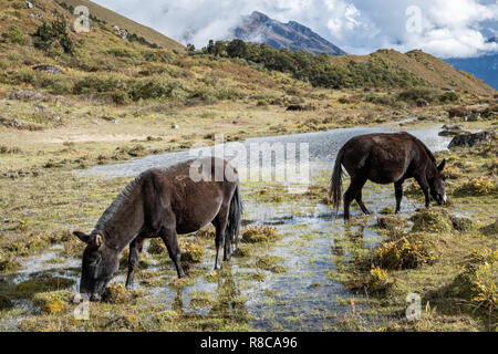 Zwei Maultiere Beweidung in einem Teich an Robluthang, Gasa Bezirk, Snowman Trek, Bhutan Stockfoto