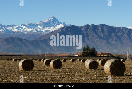 Der Monviso von einem Weizenfeld aus gesehen Stockfoto