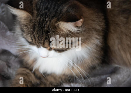 Portrait von Flauschigen süßen schweren tabby Katze mit weißen Dickey auf den Silbergrau flauschigen Fellimitat decke Hintergrund Stockfoto