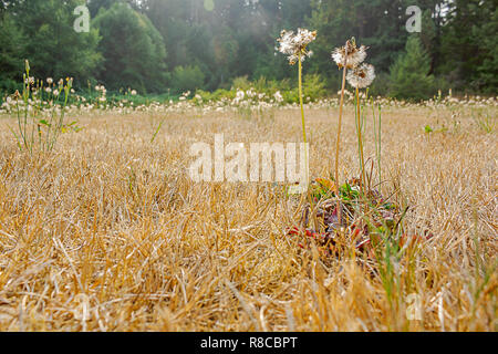 Flauschigen weißen dandilions wachsen aus totem Gras Stockfoto