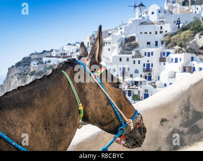 Ein Esel portrait in Santorini Griechenland. Sommer, Urlaub, Tiere, Stadt Konzepte. Stockfoto