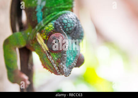 Chameleon Portrait von roten Augen und grünen Körper Textur klettern auf einem Stock. Chamäleon, Hintergrund, Reptilien, und Tier, zoo Konzepte. Stockfoto