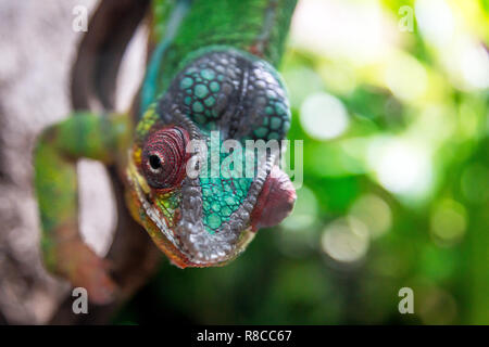 Grüne neugierig Chameleon klettern, Zweig mit roten Augen und Grün detail Textur. Bokeh Hintergrund. Tier, rreptile, Zoo, pet-Konzept. Stockfoto