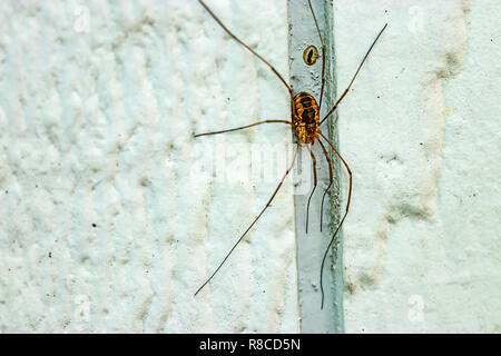 Spinne Rote Beine Braun Braunlich Brunette Augen Spinne Angst