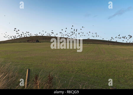 dh Schar von Greylag Gans VÖGEL UK Wilde Gänse nehmen Flug auf Orkney Schottland in Feldschwärmen von Ackerland Stockfoto
