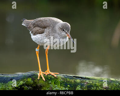 Juvenile rotschenkel Tringa totanus auf ein Protokoll auf slimbridge Gloucestershire, Großbritannien Stockfoto