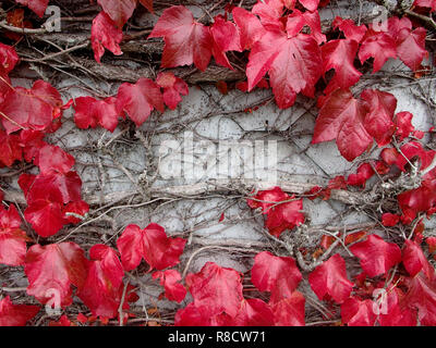 Red Virginia Creeper auf einer weißen Wand Stockfoto