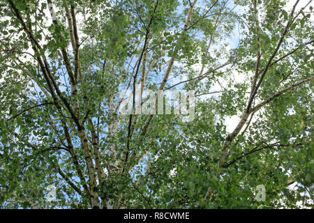 Birke (Betula pendula/pubescens) Zweige mit Blättern, mit Himmel im Hintergrund. Abstrakte Frühling Hintergrund. Stockfoto