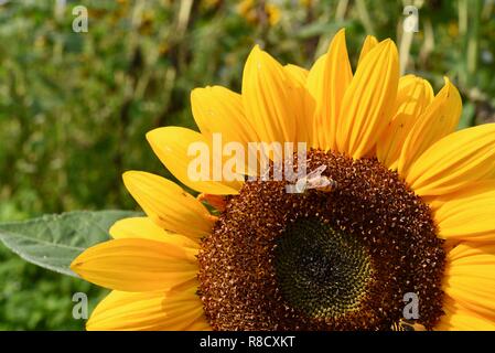 Leuchtend gelbe Sonnenblumen mit Honey Bee Pollen sammeln im Sommer in einem Garten, Feld, Wisconsin, USA. Stockfoto