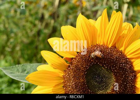 Leuchtend gelbe Sonnenblumen mit Honey Bee Pollen sammeln im Sommer in einem Garten, Feld, Wisconsin, USA. Stockfoto