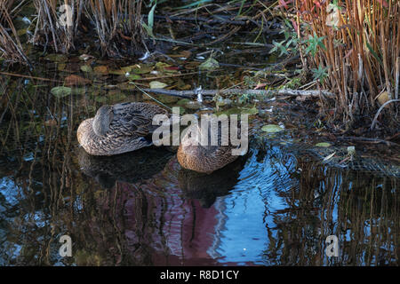 In der Nähe von zwei schlafen Stockenten (Anas platyrhynchos) im Wasser Stockfoto