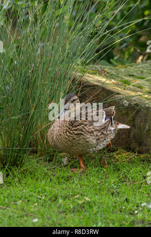 Weibliche Stockente (Anas platyrhynchos) steht auf der Wiese auf einem Bein. Stockfoto