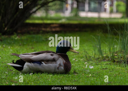 Nahaufnahme eines ruhenden männliche Stockenten (Anas platyrhynchos) auf einer grünen Wiese. Stockfoto