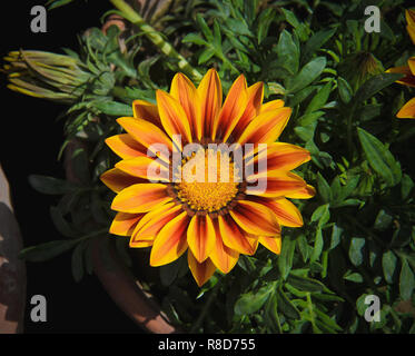 Schönsten Gazanien Blume Stockfoto