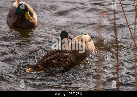 Blick auf eine Herde von schwimmenden Stockenten (Anas platyrhynchos) in einem See Stockfoto