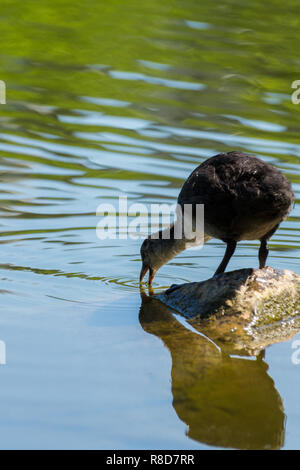 Nahaufnahme einer jungen Eurasischen Blässhuhn (Fulica atra) Küken stehend auf einem Stein im See. Stockfoto