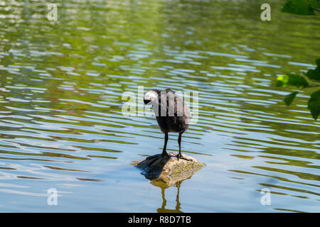 Nahaufnahme einer jungen Eurasischen Blässhuhn (Fulica atra) Küken stehend auf einem Stein im See. Stockfoto