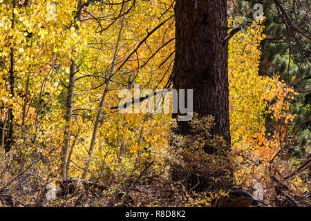 Herbst Farben in die Sierra Nevadas in der Nähe von Lake Tahoe - Kalifornien Stockfoto