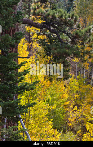 Herbst Farben in die Sierra Nevadas in der Nähe von Lake Tahoe - Kalifornien Stockfoto