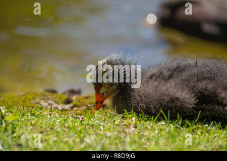 Nahaufnahme einer jungen Eurasischen Blässhuhn (Fulica atra) Küken auf der Wiese Stockfoto