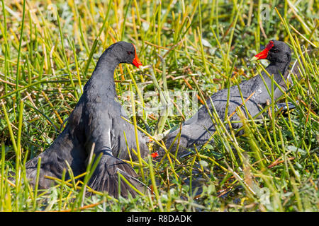 Zwei Common Gallinule auf ihren Rücken zu Lande, zu kratzen und zu kämpfen, Everglades, Florida, Vereinigte Staaten von Amerika Stockfoto