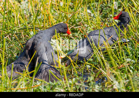 Zwei Common Gallinule auf ihren Rücken zu Lande, zu kratzen und zu kämpfen, Everglades, Florida, Vereinigte Staaten von Amerika Stockfoto