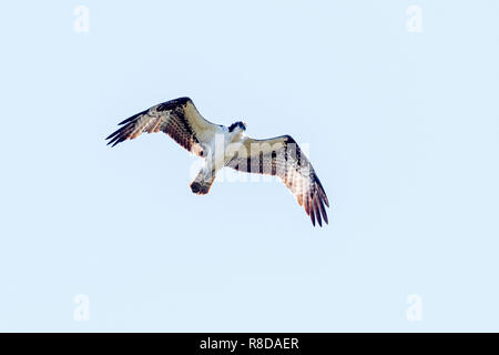 Einen erwachsenen Osprey von unten gesehen, Jagd über Wasser in die Everglades, Vereinigte Staaten von Amerika Stockfoto