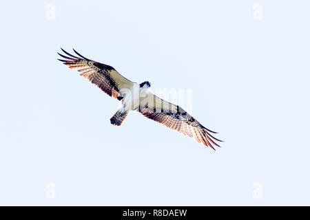 Einen erwachsenen Osprey von unten gesehen, Jagd über Wasser in die Everglades, Vereinigte Staaten von Amerika Stockfoto