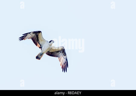 Einen erwachsenen Osprey von unten gesehen, Jagd über Wasser in die Everglades, Vereinigte Staaten von Amerika Stockfoto