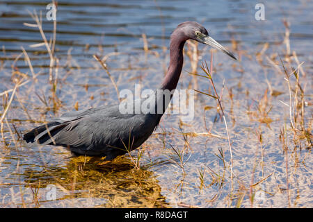 Single Zucht nach der Trikolore heron Stalking durch Schilf in den Untiefen, Jagd, Everglades, Florida, Vereinigte Staaten von Amerika Stockfoto