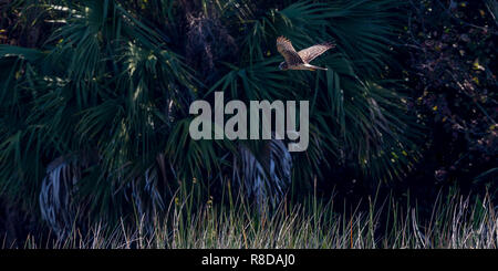 Ein einziges Weibchen der Nördlichen Harrier Jagd auf und neben dem Wasser in die Everglades, Florida, Vereinigte Staaten von Amerika gesehen Stockfoto