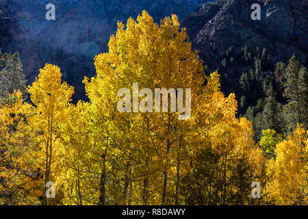 Espen biegen Sie Farben in LUNDY CANYON in der östlichen Sierra - Kalifornien Stockfoto