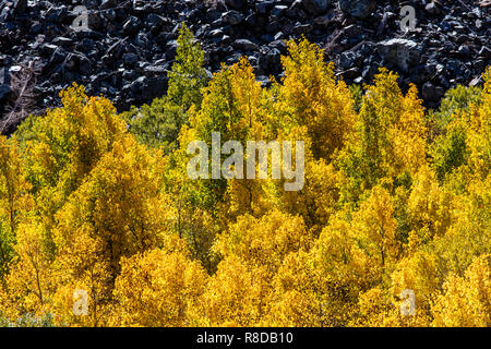 Espen biegen Sie Farben in LUNDY CANYON in der östlichen Sierra - Kalifornien Stockfoto