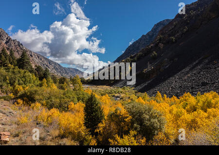 Espen biegen Sie Farben in LUNDY CANYON in der östlichen Sierra - Kalifornien Stockfoto