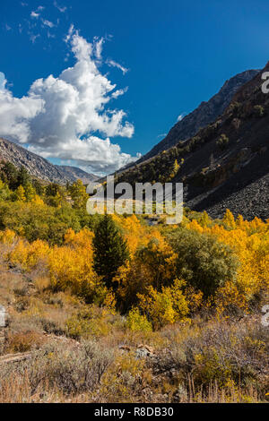 Espen biegen Sie Farben in LUNDY CANYON in der östlichen Sierra - Kalifornien Stockfoto