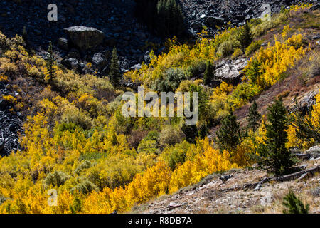 Espen biegen Sie Farben in LUNDY CANYON in der östlichen Sierra - Kalifornien Stockfoto