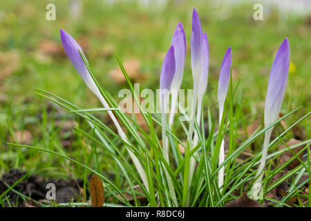 Nahaufnahme der Blüte Krokus Blumen auf einer Wiese im Frühling. Stockfoto