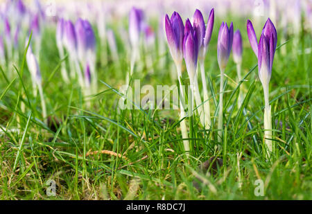 Nahaufnahme der Blüte Krokus Blumen auf einer Wiese im Frühling. Stockfoto