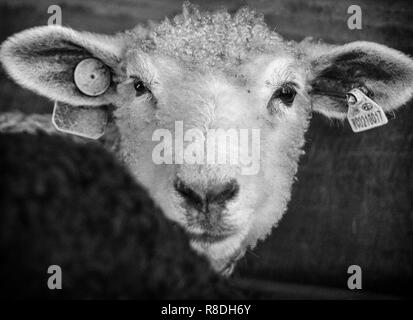 Ein Baby Cotswold Schafe (Ovis aries) schaut in die Kamera, die vertrauensvolle und süß. Stockfoto