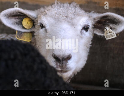 Ein Baby Cotswold Schafe (Ovis aries) schaut in die Kamera, die vertrauensvolle und süß. Stockfoto