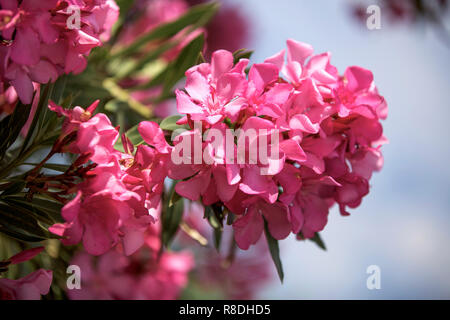 Rosa oleander Blumen Stockfoto