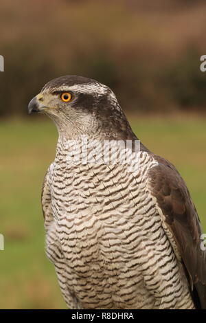 Frau Habicht in Ruhe, South Yorkshire Dezember gefangen Stockfoto