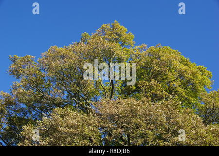 Mächtige Eiche Baum im frühen Herbst, Laub Farbe. Aberdeen, Schottland, Großbritannien. Stockfoto