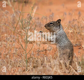 Ein Felsen Eichhörnchen (Otospermophilus variegatus) Fütterung auf einige Unkräuter. Im Arches National Park, Utah gedreht. Stockfoto