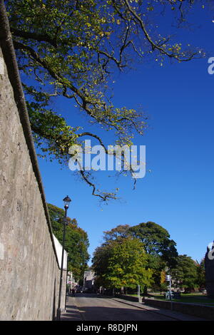 Überhängende Äste über die Mauer von der gepflasterten Hauptstraße an der Universität von Aberdeen, Schottland, Großbritannien. Stockfoto