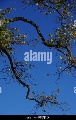 Überhängende Äste mit Goldener Herbst Blätter gegen den blauen Himmel, natürliche Hintergrund. Alte Aberdeen, Schottland, Großbritannien. Stockfoto