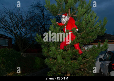 Dummy von Vater Weihnachten in einem Baum in einem Vorgarten Stockfoto