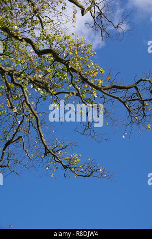 Überhängende Äste mit Goldener Herbst Blätter gegen den blauen Himmel, natürliche Hintergrund. Alte Aberdeen, Schottland, Großbritannien. Stockfoto